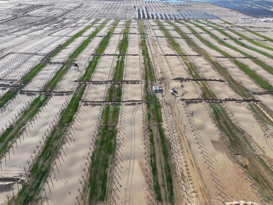 圖4  三峽大基地先導工程生態治理項試種400畝燕麥、苜蓿全部出苗